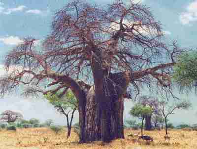 Baobab  tarangire.