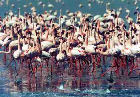 Flamants sur le lac Magadi.