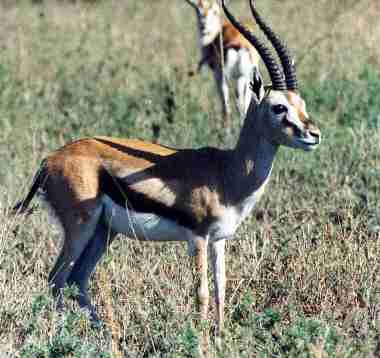 Gazelle de Thompson.