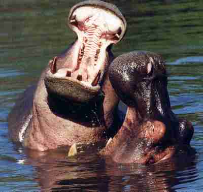 Hippopotames.