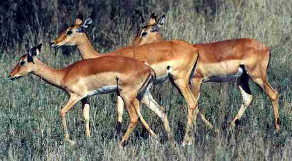 Impalas.