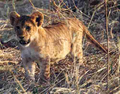 Petit lion dans la rserve de tarangire.